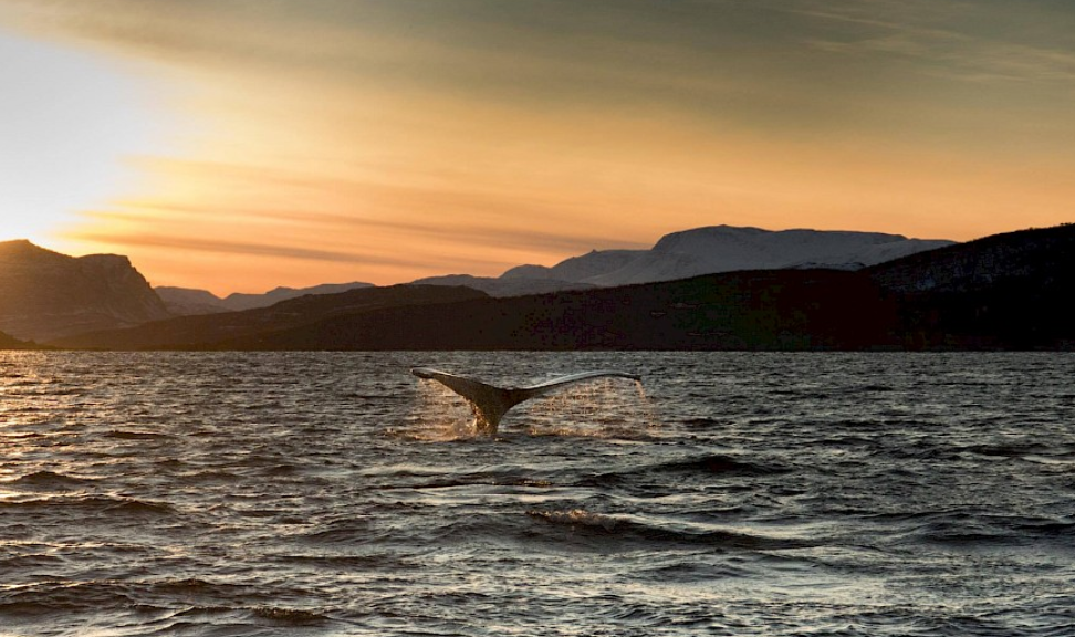 Whale watching in Norway