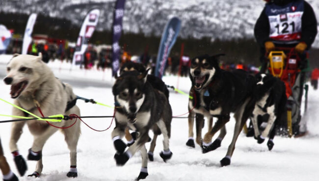 Finnmarksløpet - Carrera de trineos de perros