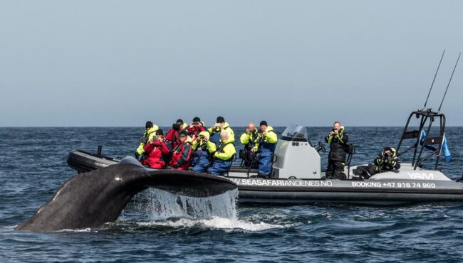 Sea Safari Andenes