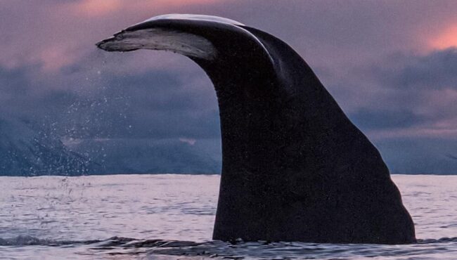 Sea Safari Andenes