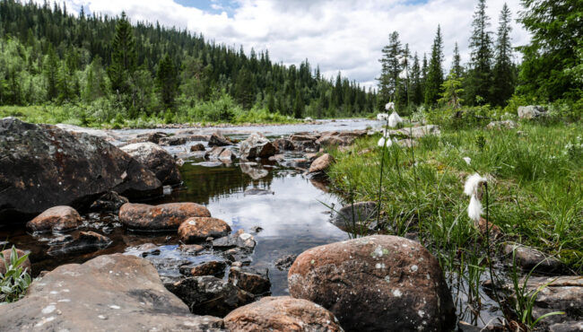 Sæbyggjeåi Telemark