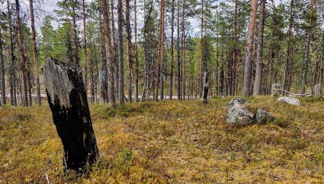 Bosque misterioso Lulevatten - Sarek