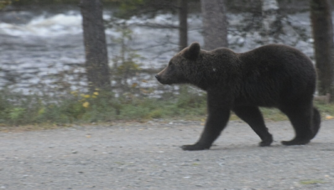 Øvre Pasvik Camping